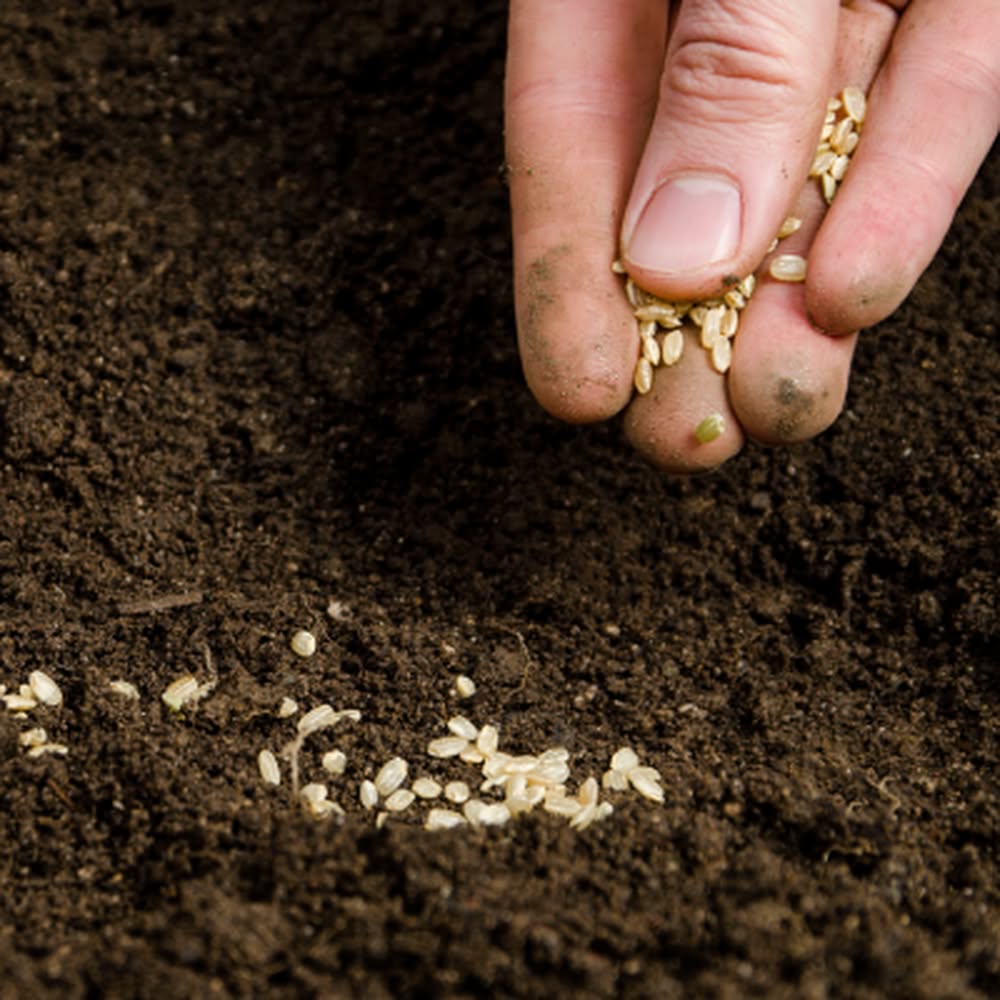 SEEDING
